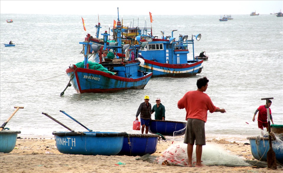 Các tàu cá khai thác tôm hùm giống ở xã Nhơn Hải. Ảnh: N.T.