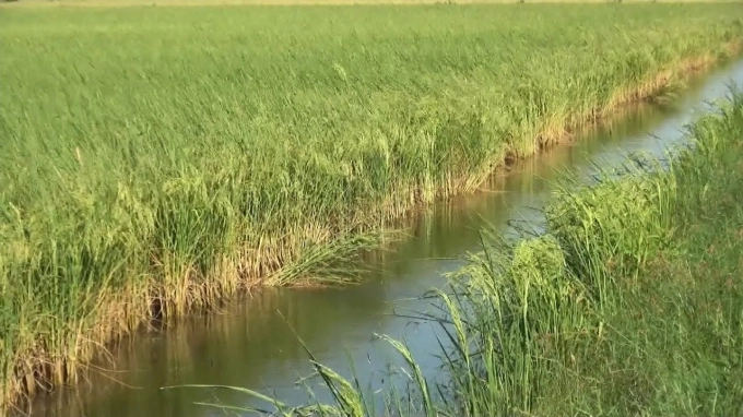 5 tỉnh ở ĐBSCL đang triển khai rất hiệu quả công nghệ nuôi tôm càng xanh toàn đực xen lúa. Ảnh: Vjst.