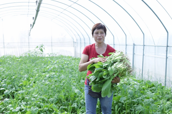 Một khu sản xuất rau sạch tại huyện Đan Phượng, TP. Hà Nội cho lợi nhuận bình quân khoảng 600 triệu đồng/ha/năm. Ảnh: Minh Phúc.