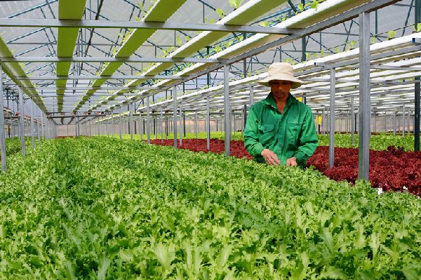 Nông nghiệp ứng dụng công nghệ cao tại Đà Lạt. Ảnh: Văn Báu.