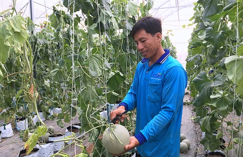 Các mô hình sản xuất ứng dụng công nghệ cao mở ra hướng phát triển bền vững cho huyện thuần nông Phú Tân