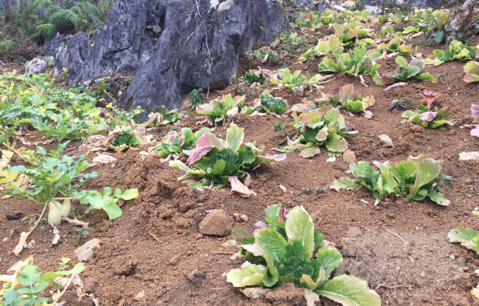 Các loại rau, cây trồng ở vùng cao Lục Khu héo úa vì thiếu nước mưa. Ảnh: Công Hải.