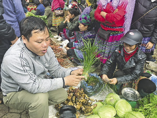 Nông sản ở chợ phiên Bắc Hà - tỉnh Lào Cai khá đặc sắc. Trong ảnh là cây thắng cố, một loại gia vị không thể thiếu để nấu món thắng cố đặc trưng của vùng Tây Bắc.