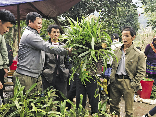 Đến chợ phiên Bắc Hà - tỉnh Lào Cai, khách dễ tìm mua được các loại lan rừng.