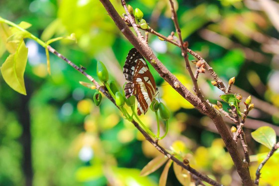 Hoa mai vàng đặc trưng của ngày tết ở miền Nam. Ảnh: KHANH TRỊNH.