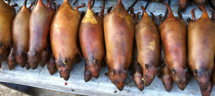 Thịt chuột gác gác bếp, đặc sản của người La Chí ở xã Bản Phùng, huyện Hoàng Su Phì, tỉnh Hà Giang.  Ảnh: Phạm Ngọc