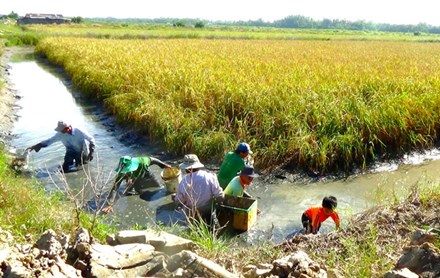Thu hoạch tôm càng xanh trên ruộng lúa ở huyện Phước Long, Bạc Liêu.