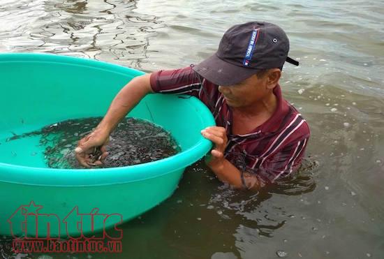 Cá linh thu hoạch sau khi kéo lưới. Nguồn: Báo baotintuc.vn