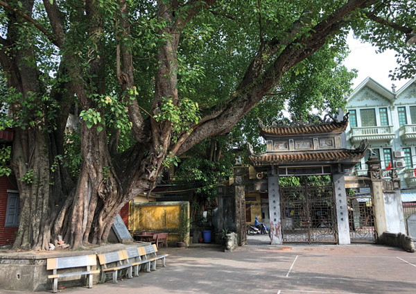 Đình làng Phù Lưu với cây bồ đề được công nhận là cây di sản. 
