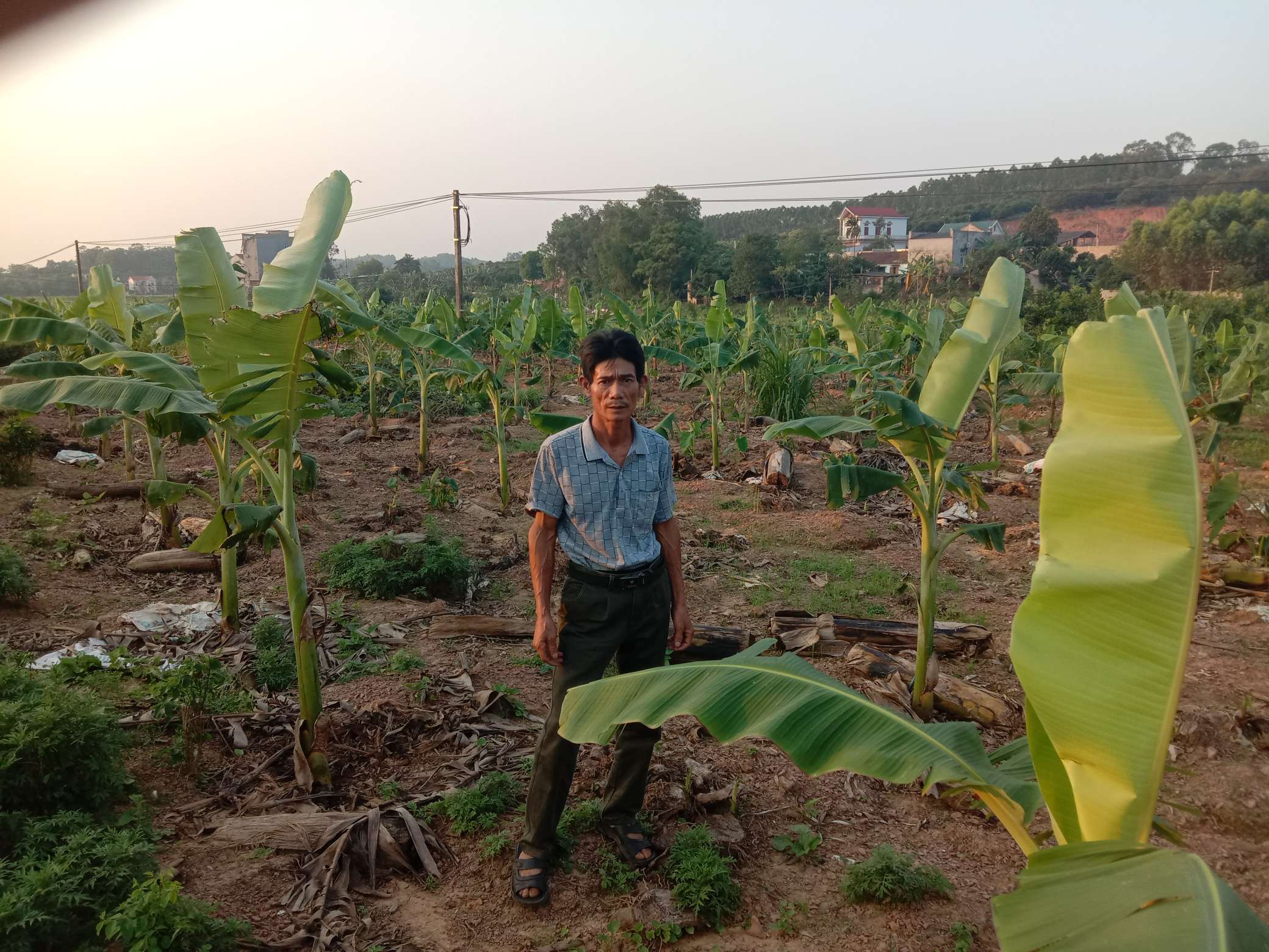  Anh Nguyễn Văn Liêm cải tạo khu ruộng cấy lúa không ăn chắc sang trồng chuối.