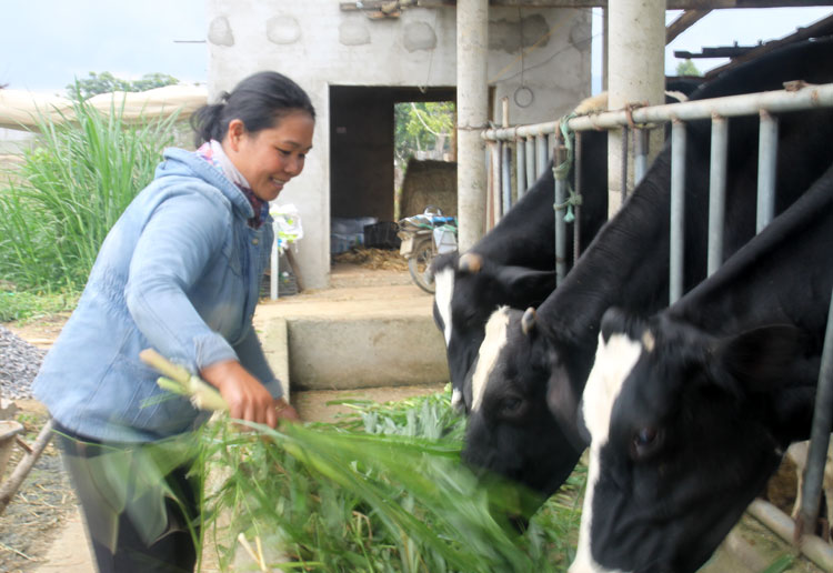Từ việc chăn nuôi bò sữa đã giúp gia đình chị Tou Neh Nai Liêm có cuộc sống ổn định hơn