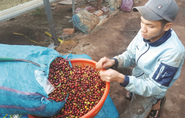 Cà phê Abrabica được lựa từ những trái chính đều, phân loại kỹ càng