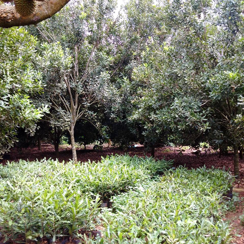 Vườn mắc ca của ông Đinh Minh Đại tại huyện Krong Năng, Dăk Lăk