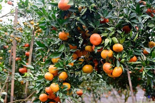 Những vườn cam trĩu quả ở Văn Chấn