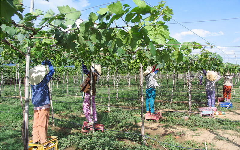 Ninh Thuận là tỉnh có điều kiện đất đai và khí hậu thích hợp cho cây nho sinh trưởng, phát triển.