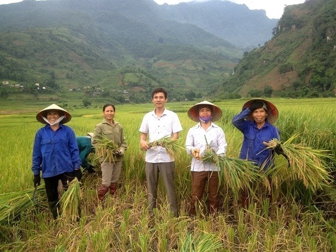 Người dân thu hoạch lúa 