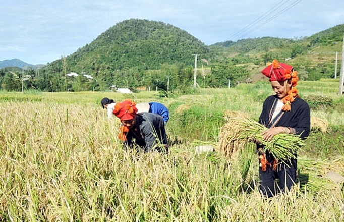 Gạo Séng Cù là một trong những sản phẩm OCOP nổi tiếng của Lào Cai