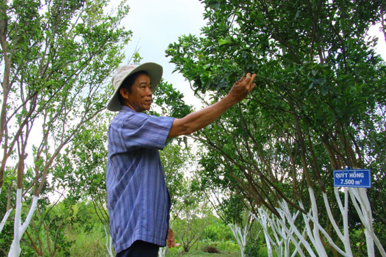Nông dân Lai Vung đang nỗ lực vực dậy vườn quýt hồng.