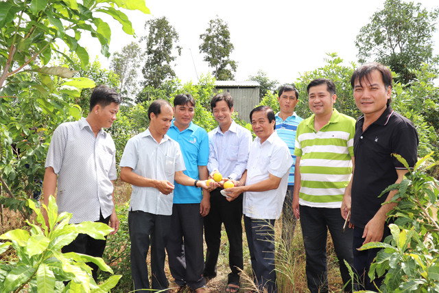 Đoàn công tác Phòng Nông nghiệp và Phát triển nông thôn huyện và lãnh đạo xã Mỹ Long đến thăm vườn vú sữa Hoàng Kim của anh Hòa.