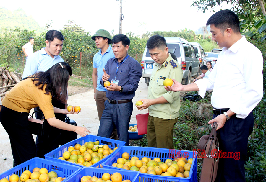 Lực lượng chức năng kiểm tra chất lượng, mẫu mã sản phẩm cam Vàng trước khi vận chuyển tiêu thụ tại siêu thị VinMart (Hà Nội).