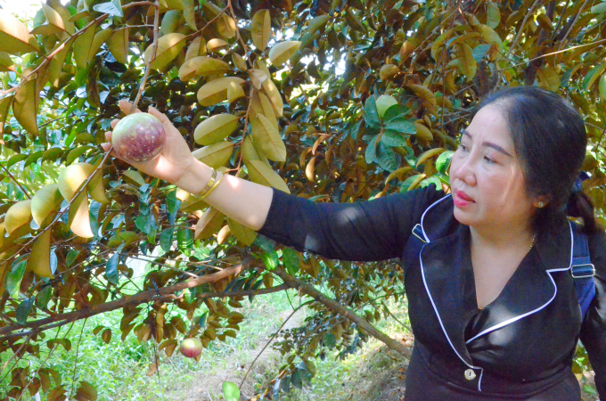 Bà Nguyễn Thị Vinh, chủ Cơ sở Cây giống Ngọc Vinh đang liên kết xây dựng vùng trồng vú sữa MiCA để xuất khẩu. Ảnh: Minh Đảm.