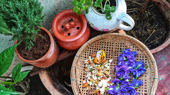 Hoa đậu biếc thu hoạch từ vườn nhà cho món trà đượm hương - Ảnh: M.P.