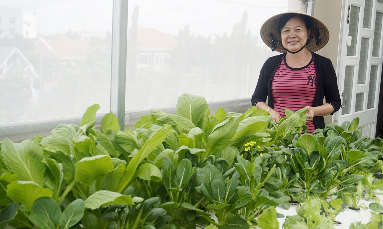 Mô hình trồng rau thủy canh được gia đình bà Nguyễn Thị Hưởng lựa chọn vì giá trị dinh dưỡng cao.