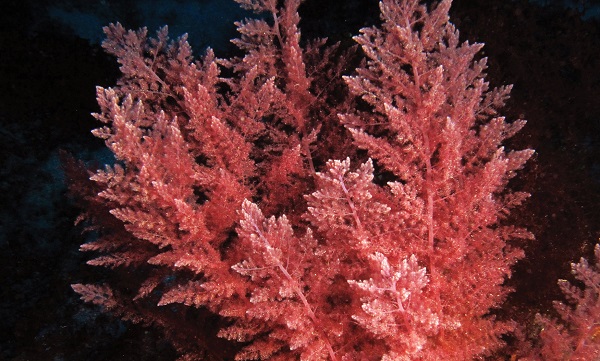 Rong biển đỏ Asparagopsis.