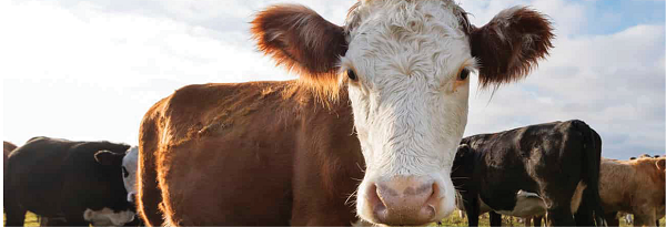 Một con bò trung bình thải từ 70 đến 120kg khí metal mỗi năm.