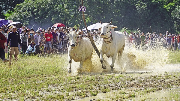 Lễ hội đua bò Bảy Núi.