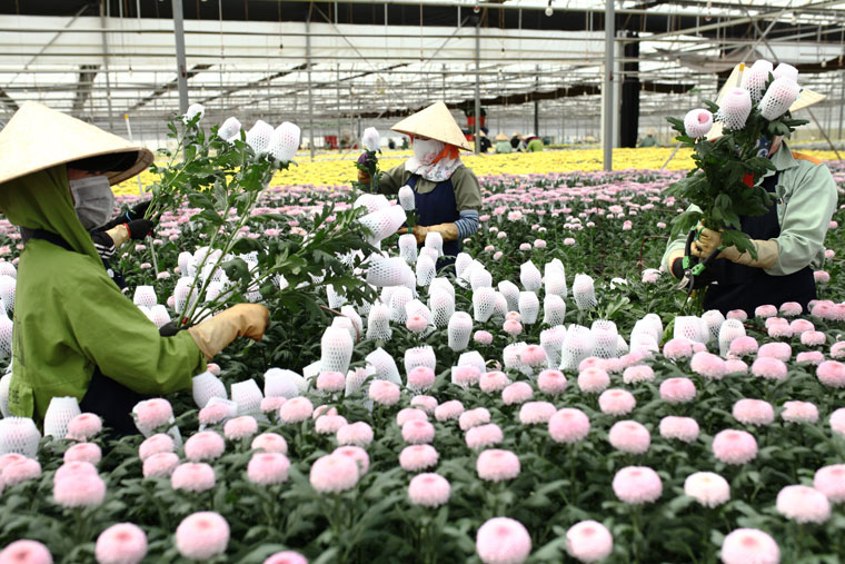 Sản phẩm hoa của công ty Dalat Hasfarm chuẩn bị để xuất sang thị trường Trung Quốc với yêu cầu cao về mẫu mã, bảo quản nhưng cũng được đánh giá đầy tiềm năng để mở rộng.