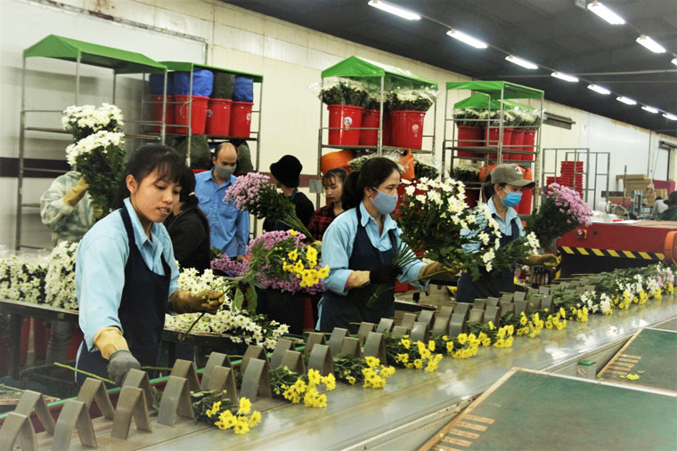 Sản phẩm hoa của công ty Dalat Hasfarm chuẩn bị để xuất sang thị trường Trung Quốc với yêu cầu cao về mẫu mã, bảo quản nhưng cũng được đánh giá đầy tiềm năng để mở rộng.