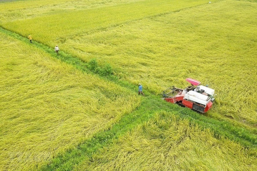 Việt Nam đang lập kỳ tích trong xuất khẩu gạo. Ảnh: TTXVN.