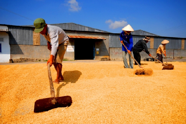 Sản xuất lúa thắng lợi trên cả nước đã đảm bảo tốt về nguồn cung lương thực cho nước ta, dù xảy ra thiệt hại đáng kể về lương thực dự trữ tại miền Trung do mưa lũ trong năm 2020. Ảnh: TL.