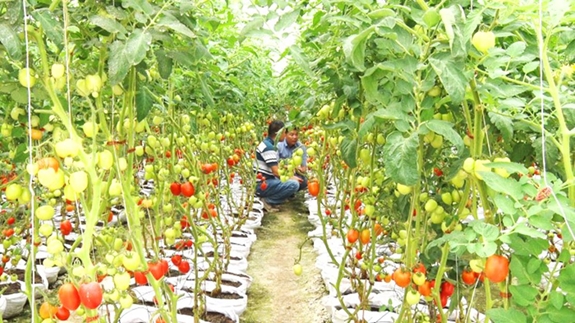 Trồng cà chua theo vùng chuyên canh ở huyện Xuân Lộc. Ảnh: ĐÌNH HẢI.