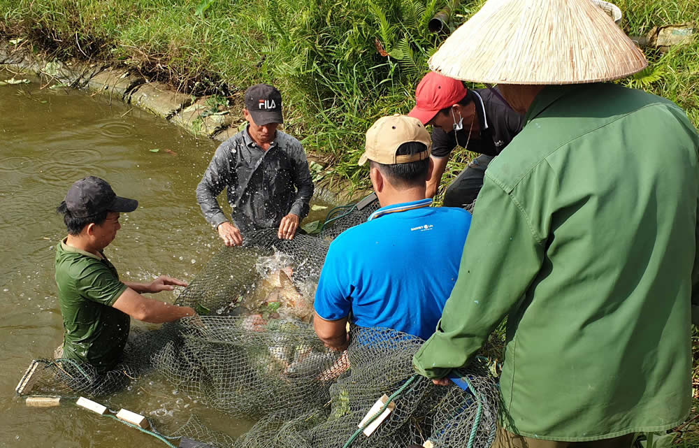 Nông dân thôn Phú Sơn 1 (xã Hòa Khương) cải tạo đất sản xuất không hiệu quả sang nuôi trồng thủy sản cho hiệu quả kinh tế cao.