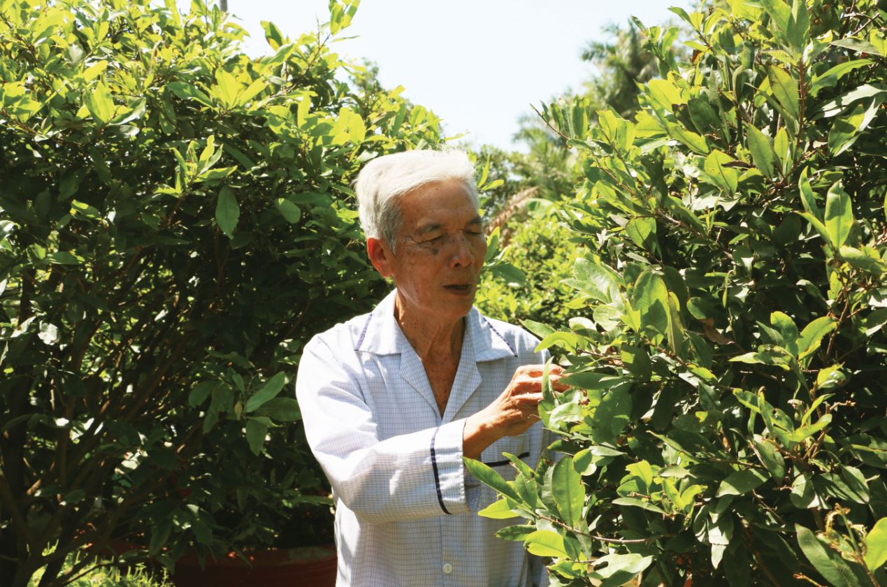 Ông Ba Lạc - người đầu tiên trồng mai để kinh doanh ở xã Bình Lợi
