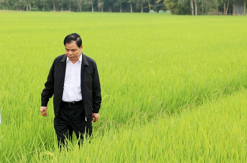 Bộ trưởng Bộ NN&PTNT Nguyễn Xuân Cường thị sát tình hình sản xuất lúa đặc sản ở tỉnh Sóc Trăng.