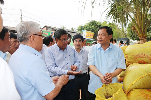 Bộ trưởng Bộ NN&PTNT Nguyễn Xuân Cường thị sát tình hình sản xuất lúa đặc sản ở tỉnh Sóc Trăng.