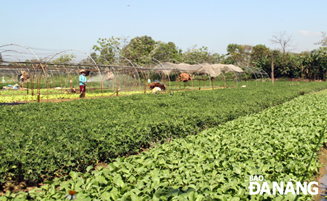 Mô hình trồng hoa lan mokara cắt cành tại xã Hòa Bắc đem lại nguồn lợi hiệu quả cho người dân. Ảnh: LAM PHƯƠNG