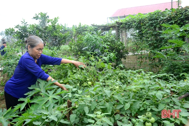 Ở thôn Nam Hải, hầu như suốt bốn mùa đều có các loại sản phẩm rau củ quả sạch để bán