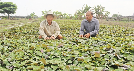 Ông Danh (trái) cho rằng rau tía tô đang được thị trường ưa chuộng, nên đời sống ông khá ổn định.
