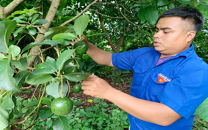Anh Y Linh Niê (buôn Trinh 1, phường An Lạc, thị xã Buôn Hồ) chăm sóc vườn cây.