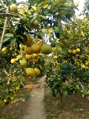 Trong tái cơ cấu ngành nông nghiệp thì phát triển cây ăn quả đã trở thành một hướng đi, cách làm giàu của nông dân tại nhiều huyện trung du, miền núi của tỉnh Bắc Giang.