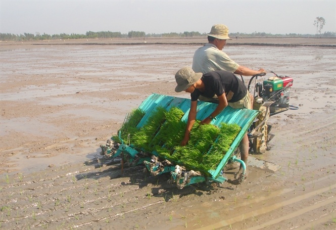 Gieo cấy bằng máy giúp nông dân giảm lượng lúa giống rất nhiều, dễ quản lý đồng ruộng, hạn chế dịch bệnh 
