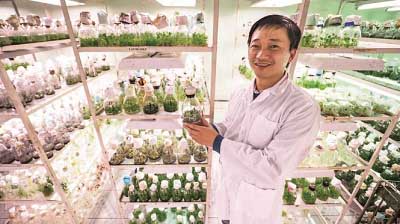 PGS.TS Nguyễn Thanh Hải cùng cây hoa lan nuôi cấy trong ống nghiệm để cho ra hoa theo ý muốn - Ảnh: Nguyễn Khánh