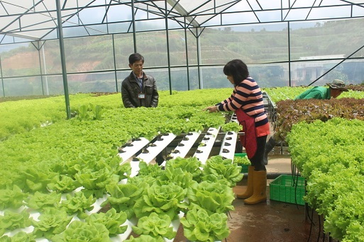 Sản xuất rau ứng dụng công nghệ cao tại Lạc Dương, Lâm Đồng.