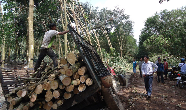 Nhiều vườn cao su già ở tỉnh Bình Phước đã được thanh lý để bán gỗ - Ảnh: BÙI LIÊM