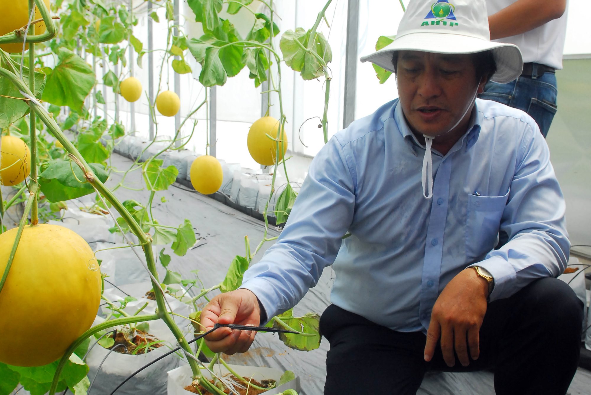 Giới thiệu hệ thống tưới nước nhỏ giọt cho cho cây dưa lưới được trồng trong nhà màng.
