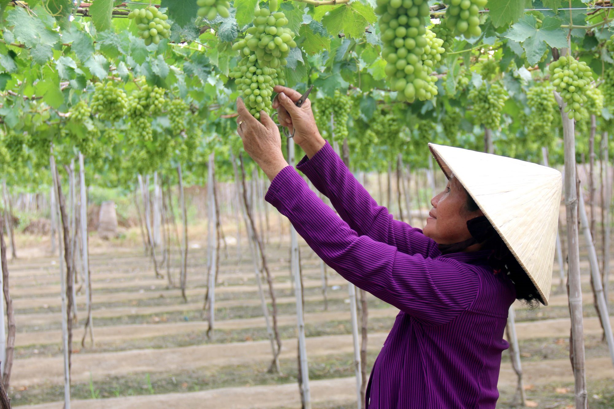 Mô hình trồng nho sạch tại huyện Tuy Phong, tỉnh Bình Thuận